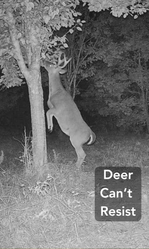 Deer Can't Resist