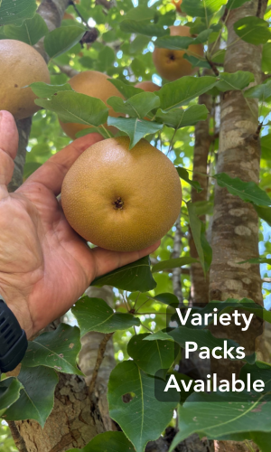 Plantra Tree Tube (2)