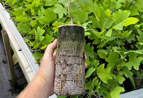 Quart size biodegradable paper pot