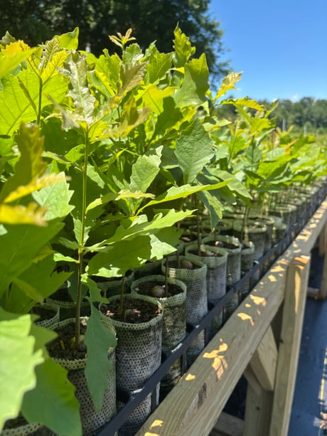 Quarts In RediRoot Trays