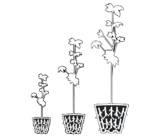 rediroot copy_nobackground rediroot copy_nobackground