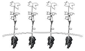 seedlings copy_nobackground seedlings copy_nobackground