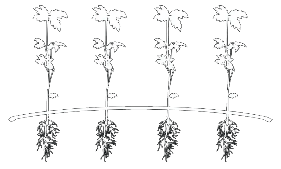 seedlings_hero copy_nobackground