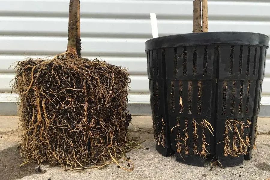 Air-Pruned-Roots-by-Native-Forest-Web