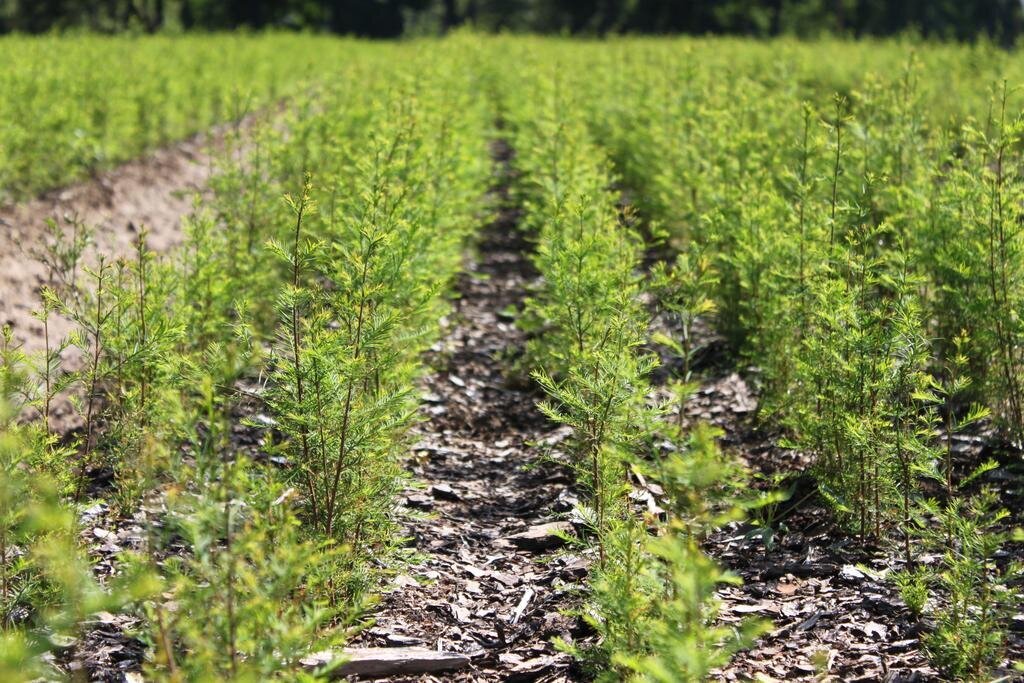 Bald_Cypress_Bare_Root_Seedlings_at_Native_Forest_Nursery