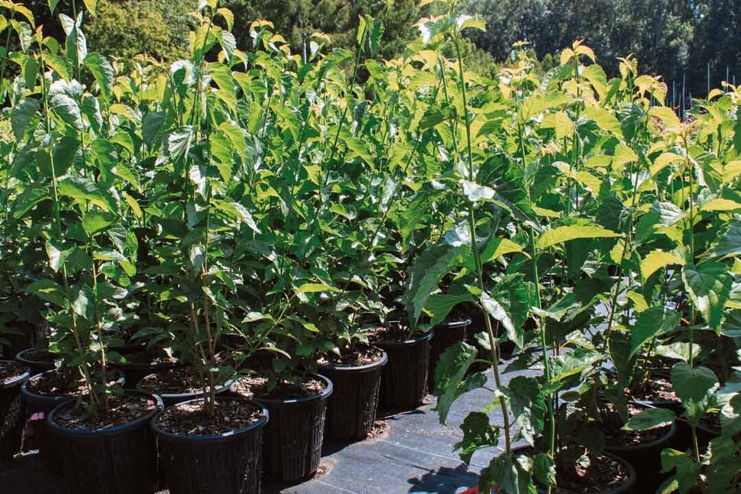 Native-Forest-Nursery-Air-Pruning