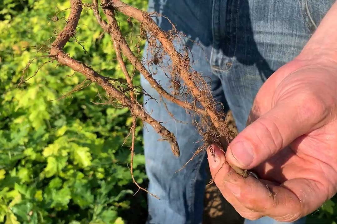 Shoot-pruning-at-Native-Forest