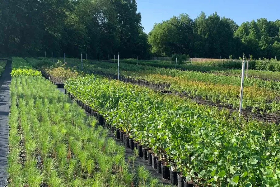 native_plant_nursery_near_me